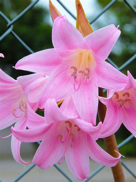 bare naked lady plant|Amaryllis belladonna (naked ladies) bulbs